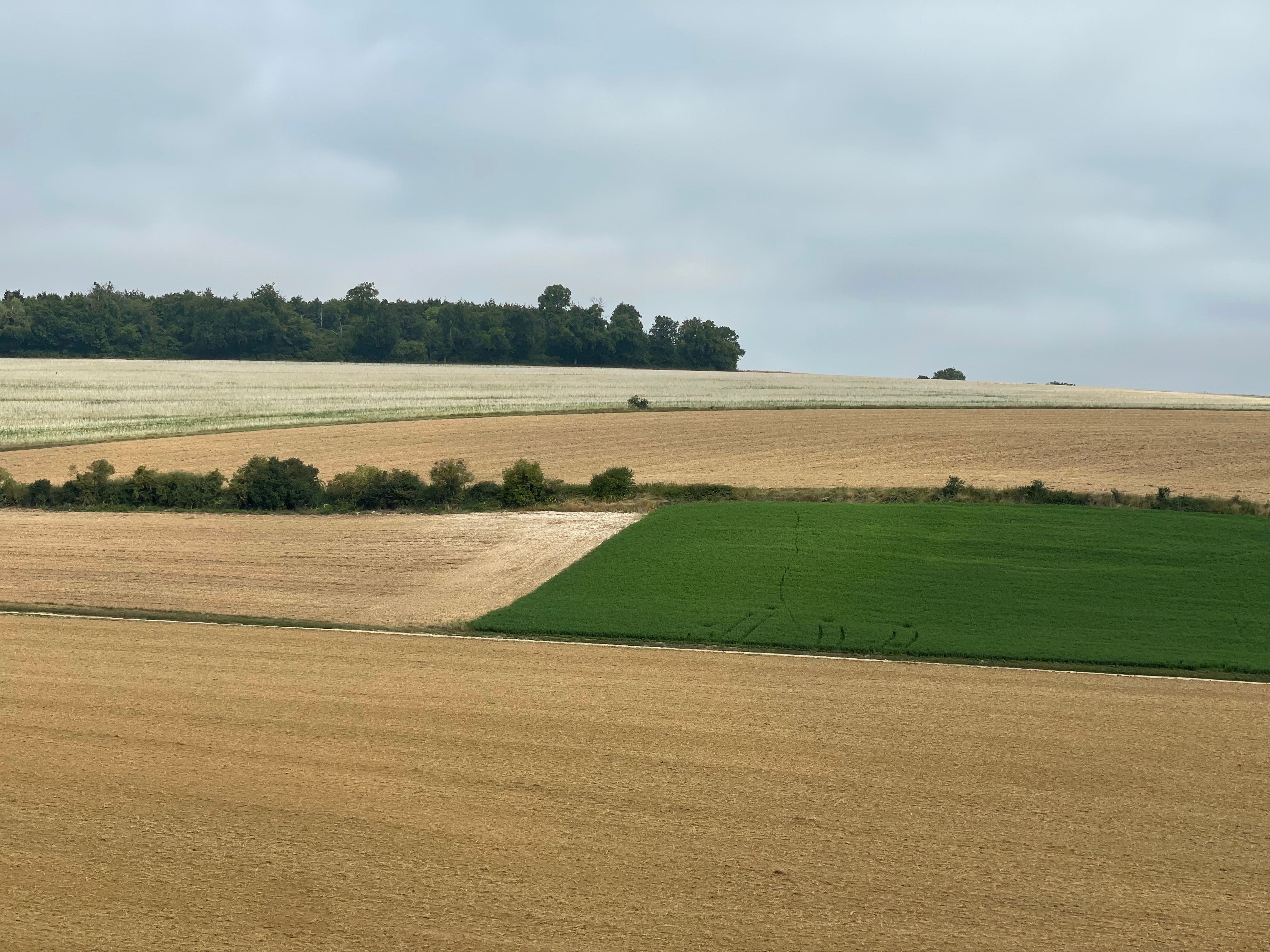 Paysage de campagne, pris au zoom. Les champs dessinent une composition géométrique. Dans un champ vert contrastant avec les autres, on distingue des traces de tracteur et le passage d'un animal. Les haies et lignes de démarcation des champs découpent l'image