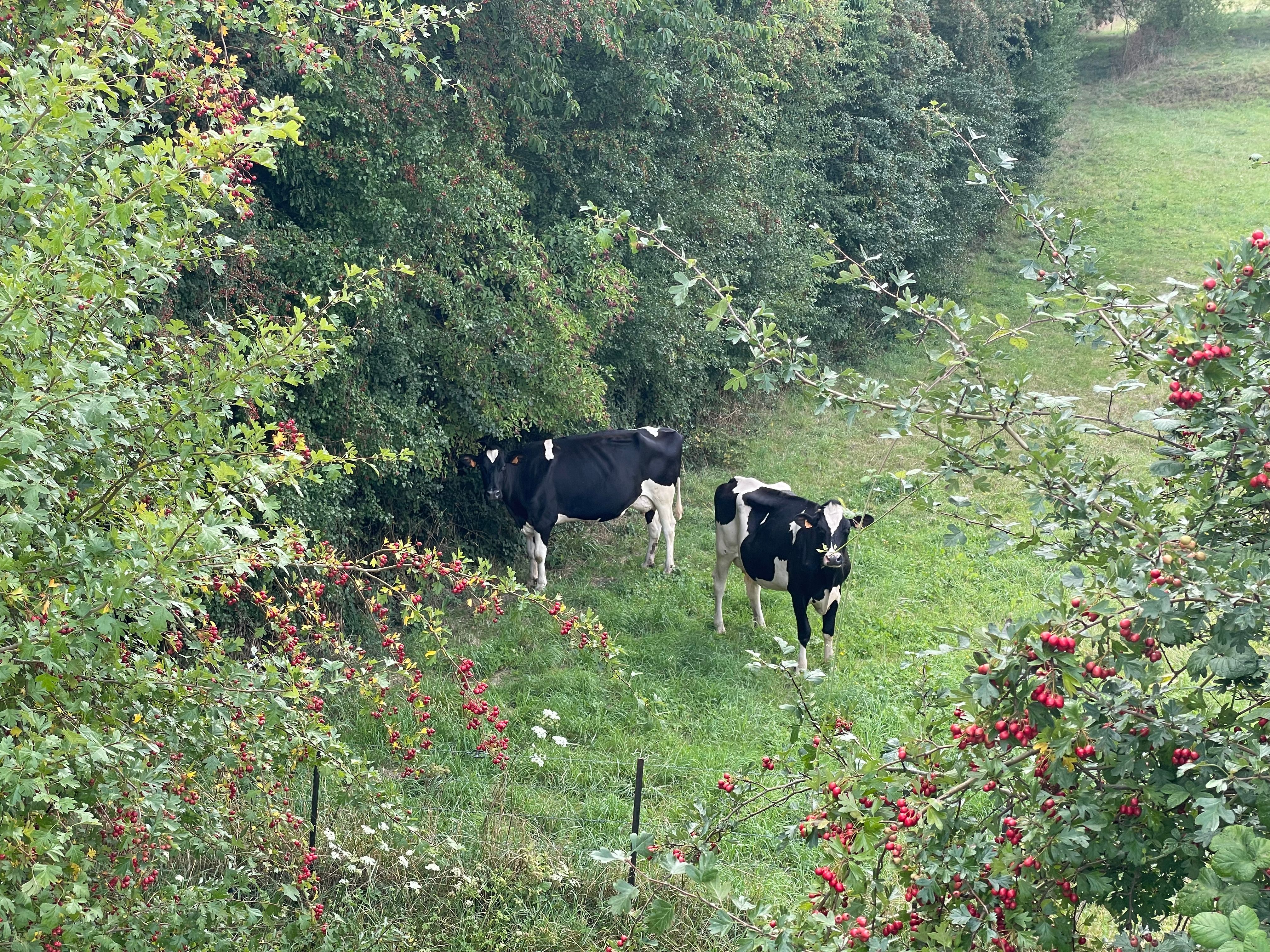 Encadrées de branches d'aubépine chargées de fruits rouges, deux vaches me regardent d'en bas avec curiosité.