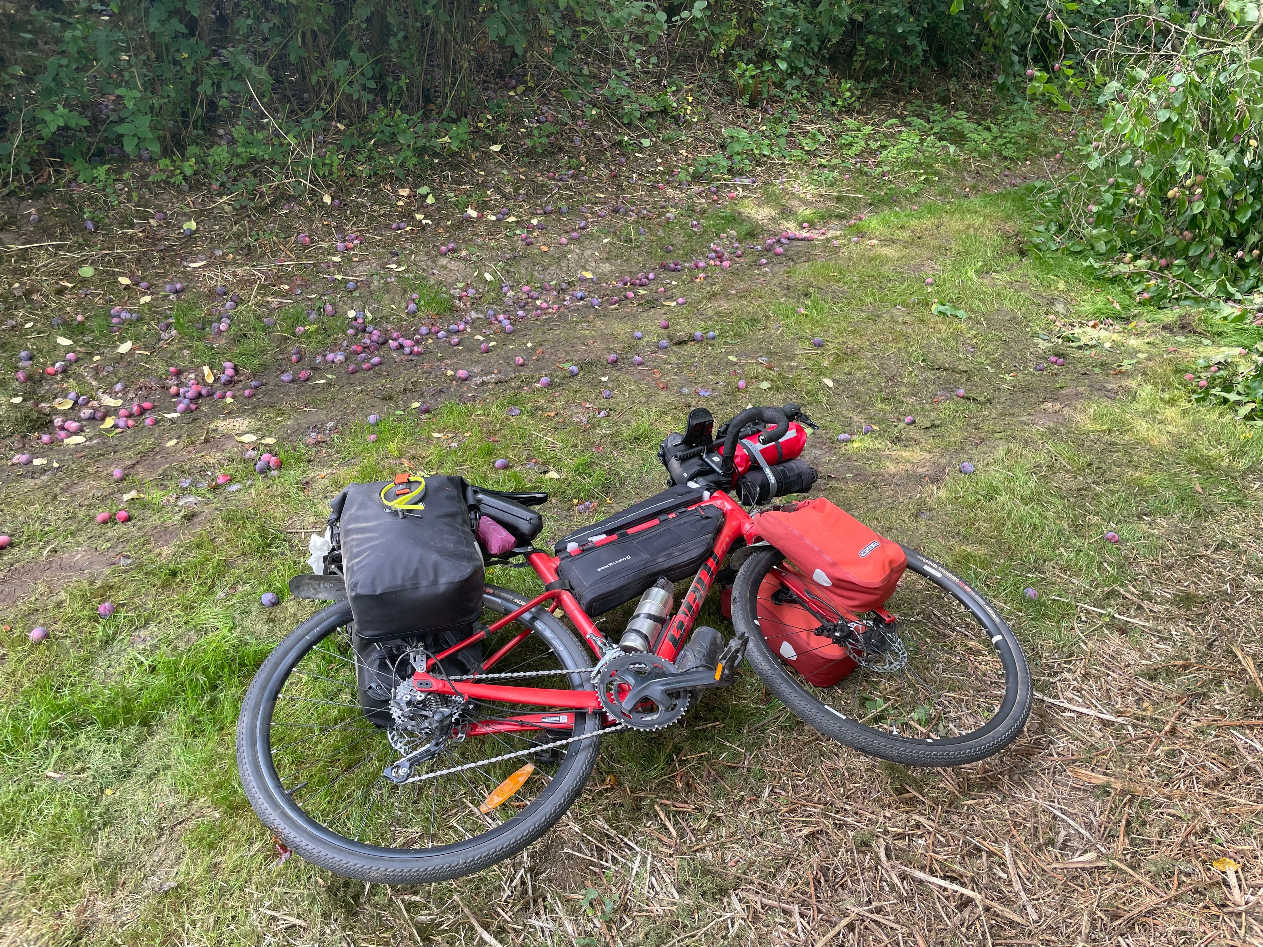 Un vélo rouge chargé de sacoches est couché sur le flanc, dans un chemin herbeux. D'innombrables prunes violettes sont tombées à terre derrière lui.