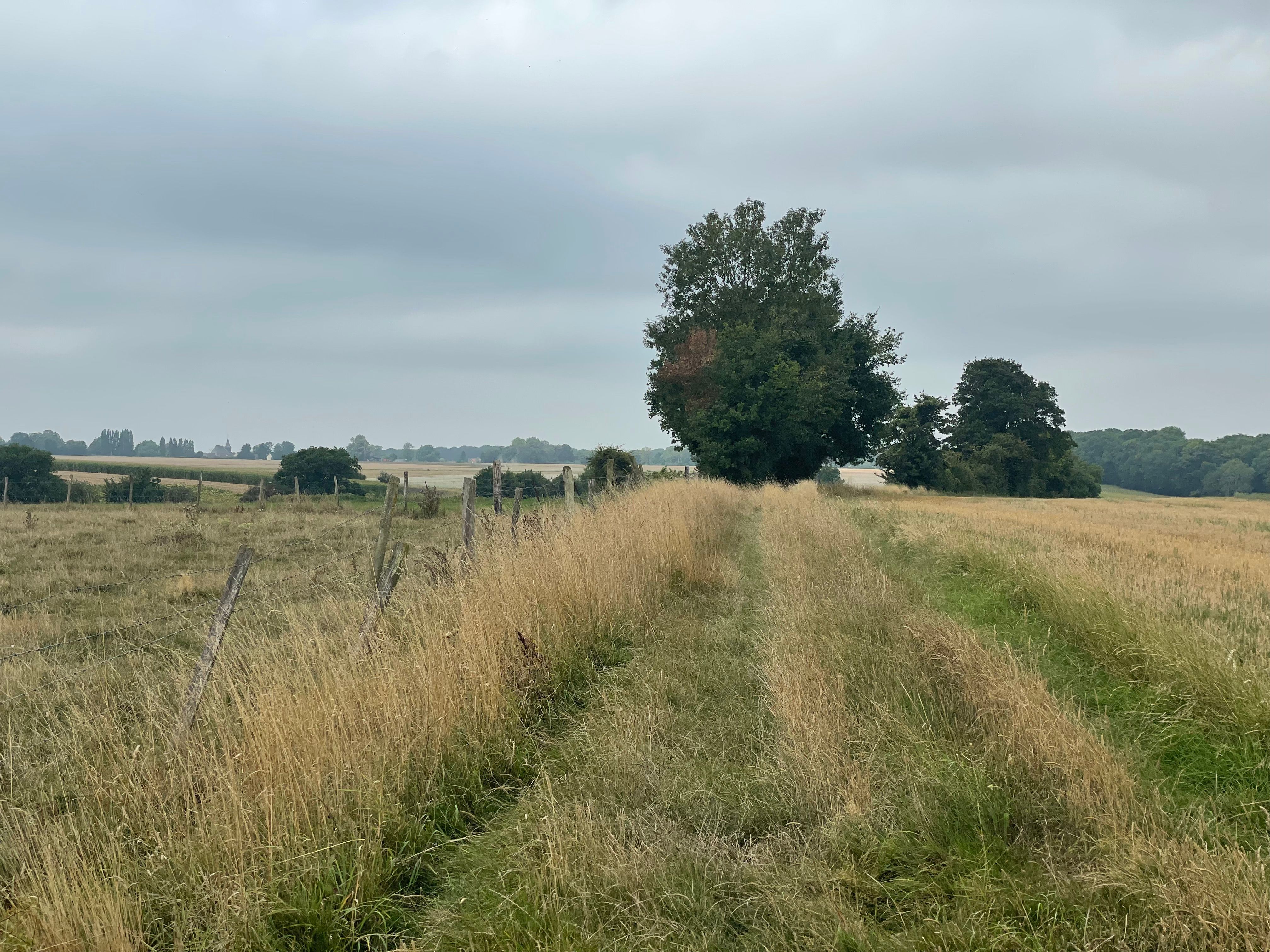 Un chemin envahi d'herbes folles. Des haies et un bel arbre sont visible en arrière plan. Le ciel est voié et gris.
