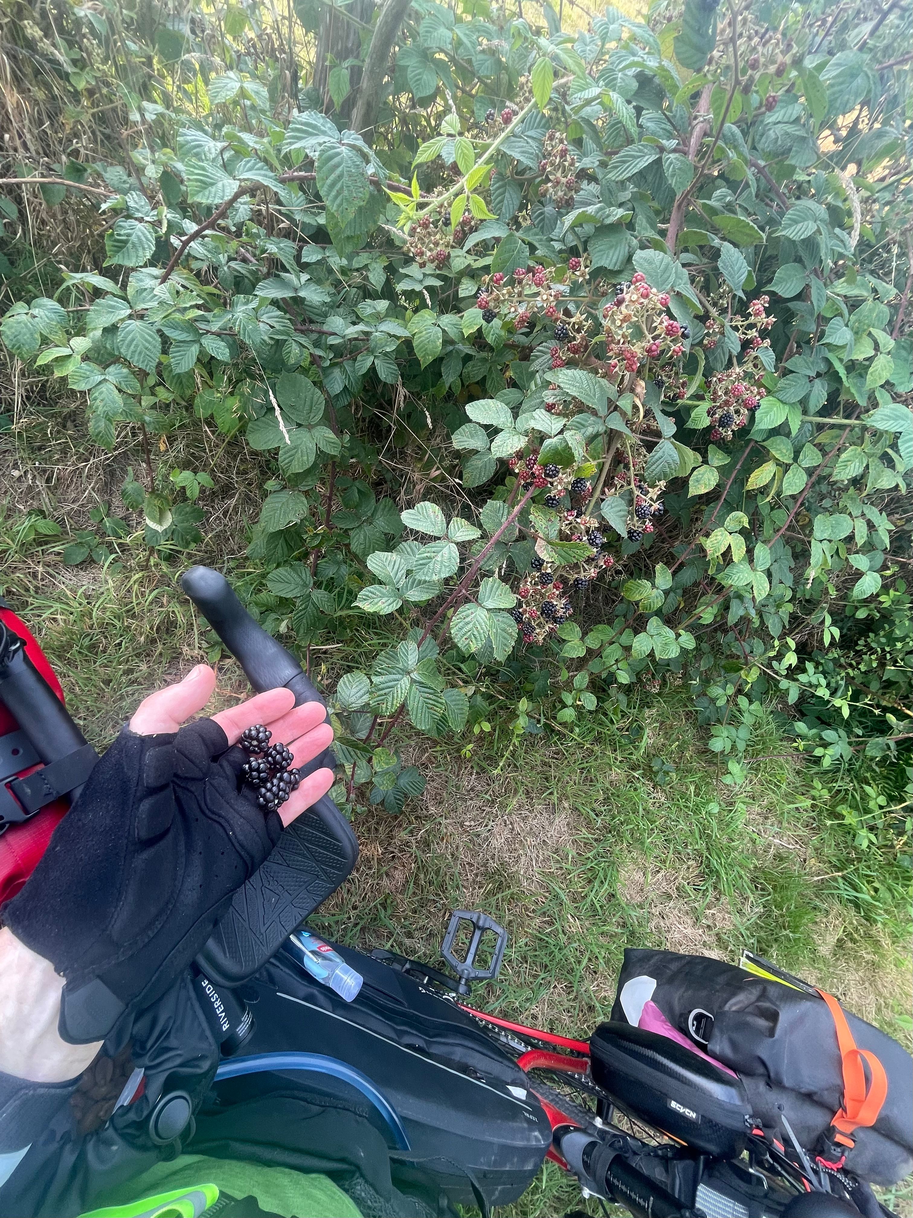Une main de cycliste (avec mitaine) présente des mûres à l'objectif. On voit le vélo de dessus, et les ronces à proximité