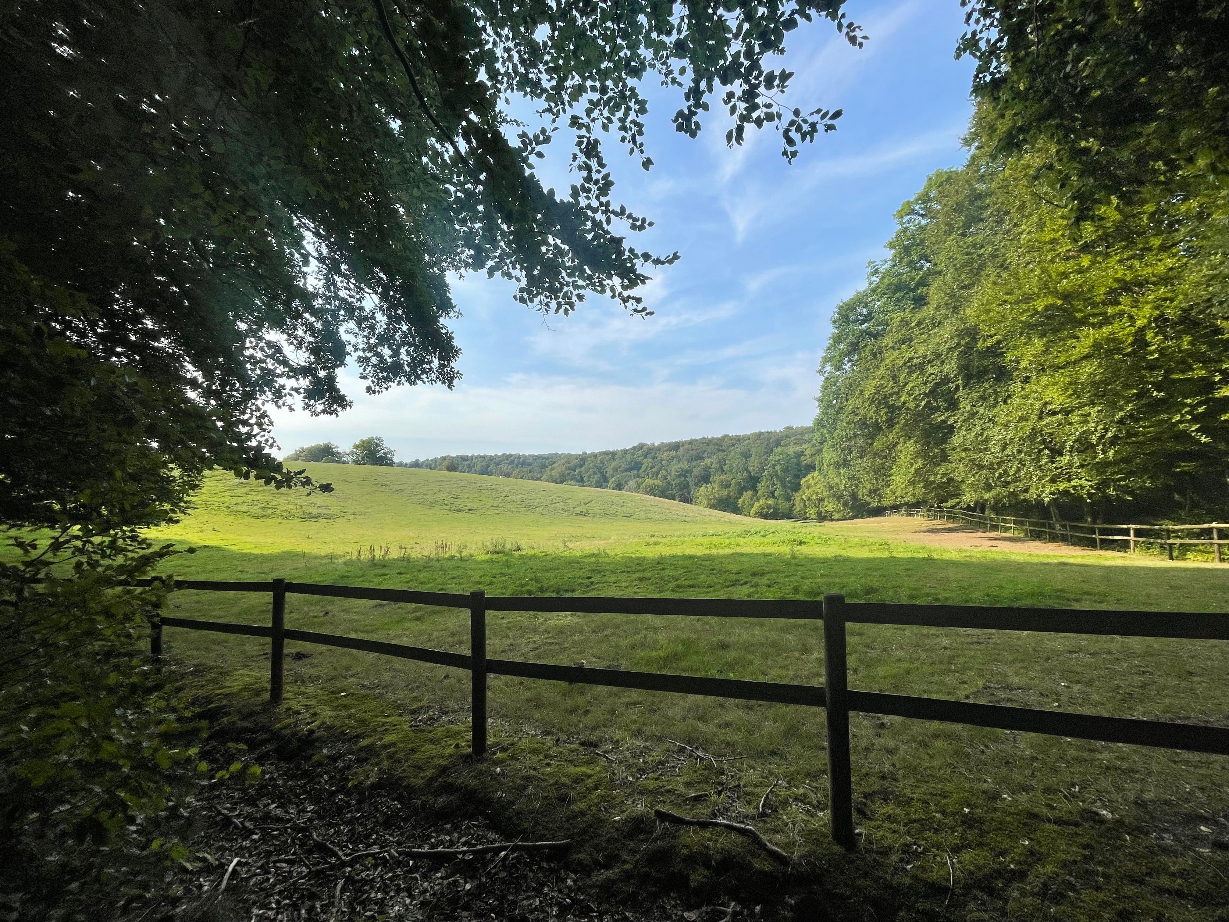 Une prairie en bordure de forêt. Temps ensoleillé de fin d'après-midi