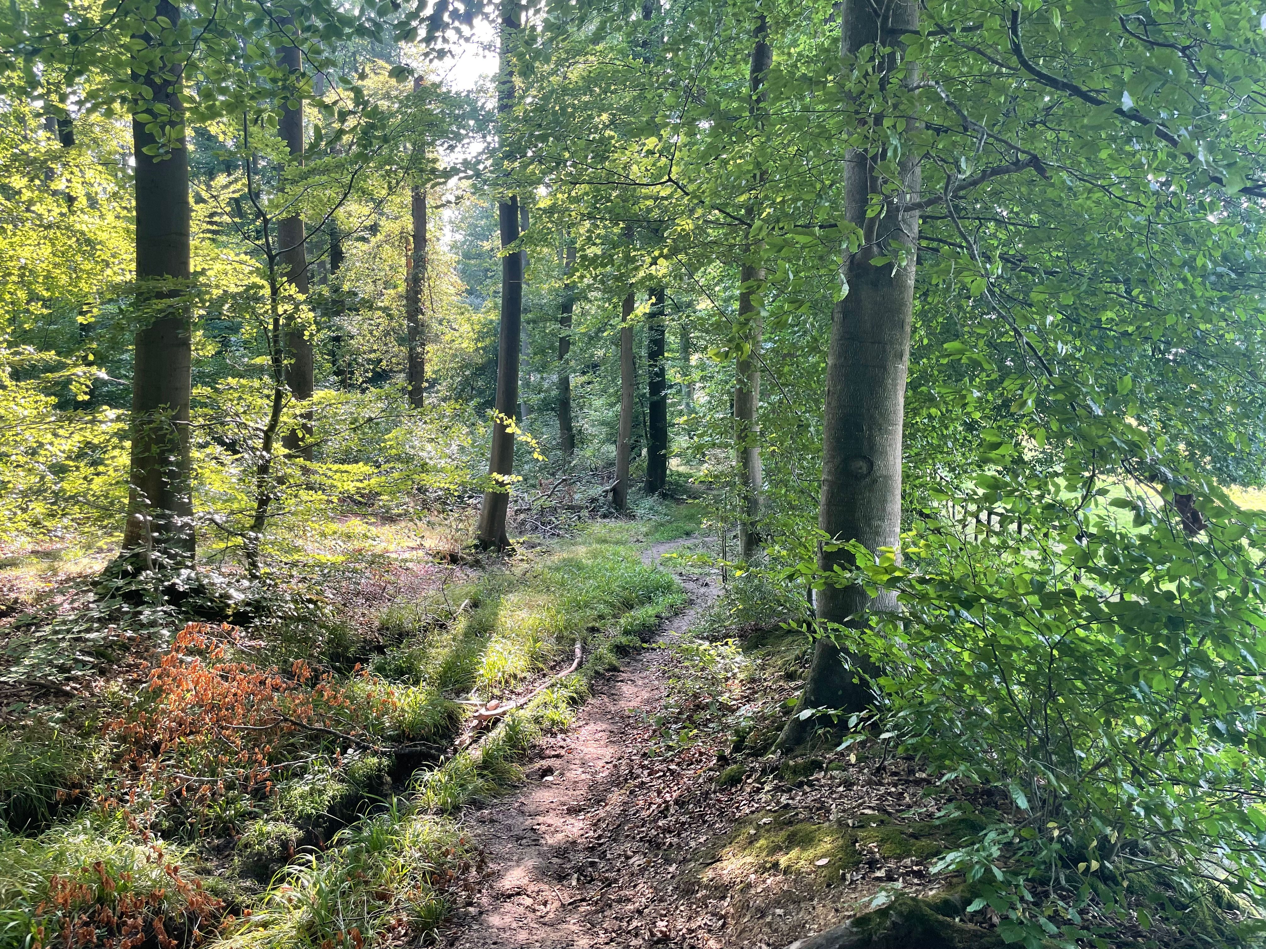 Un sous-bois dans la belle lumière de fin d'après-midi. Un petit sentier sinueux s'y déroule au milieu