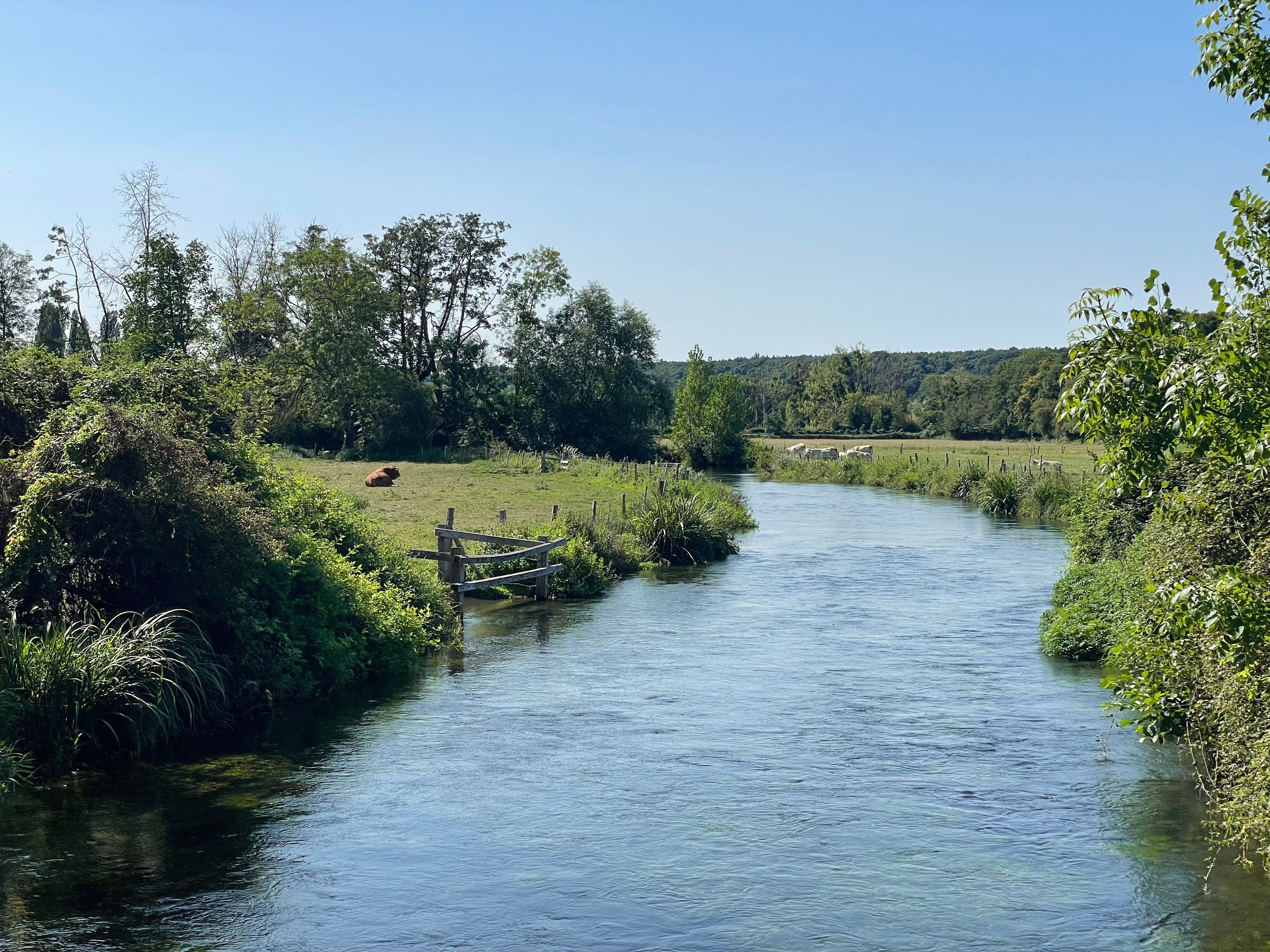 Vue sur la rivière, depuis le pont. Sur la gauche, on distingue une pature au borde de l'eau. Une vache y est tranquillement couchée