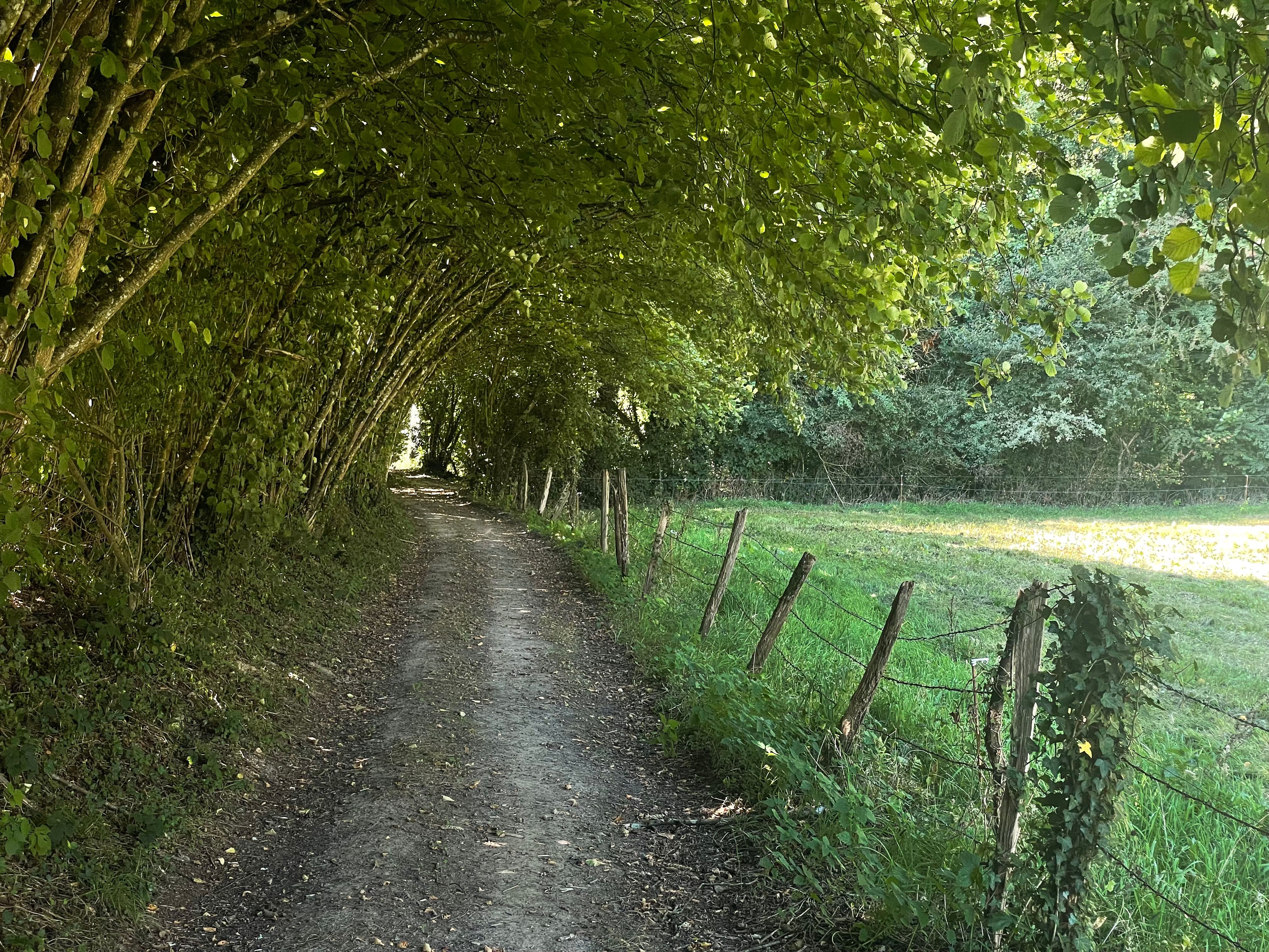 Un chemin ombragé se déroule. Sur la gauche, les branchages d'une haie de noisetiers forment une arche au dessus du chemin. Sur la droite une pature tâchée de soleil.