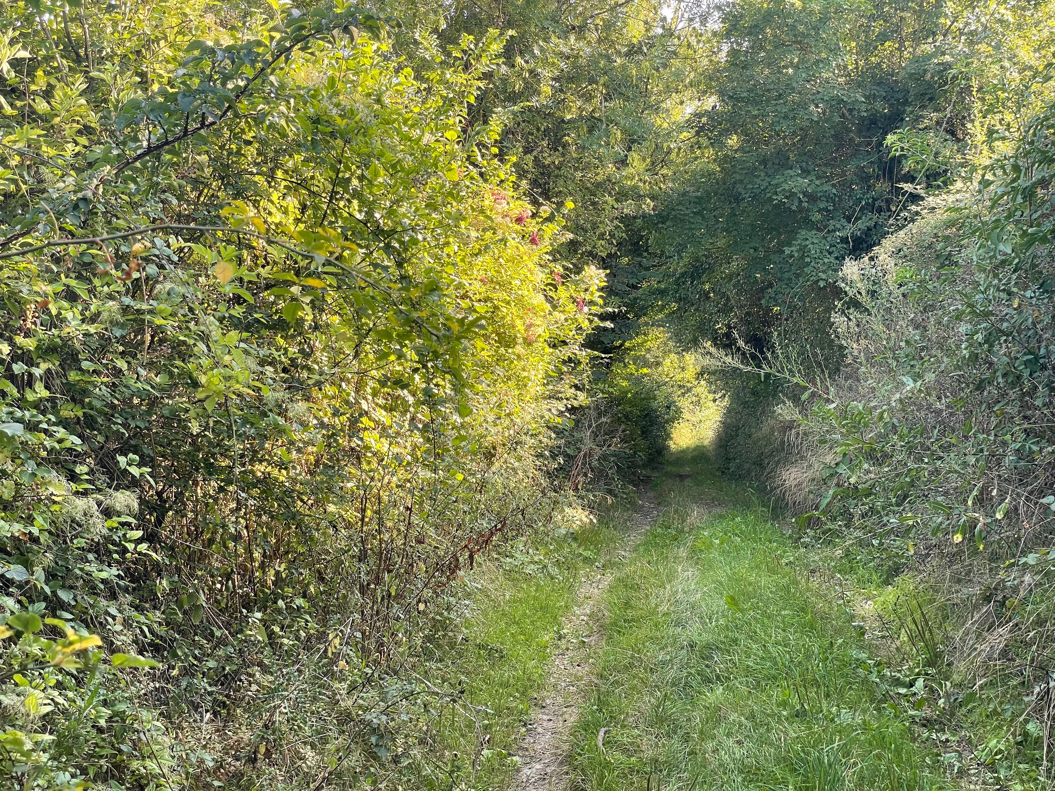 Petit sentier de bocage, bordé d'érables, frênes, fusains, aubépines et autre. Les haies montent haut et font un effet de 'couloir de verdure'. Un peu plus loin, les branchages des arbres surplombent le chemin, et au fond, une tâche de lumière donne le point de fuite.