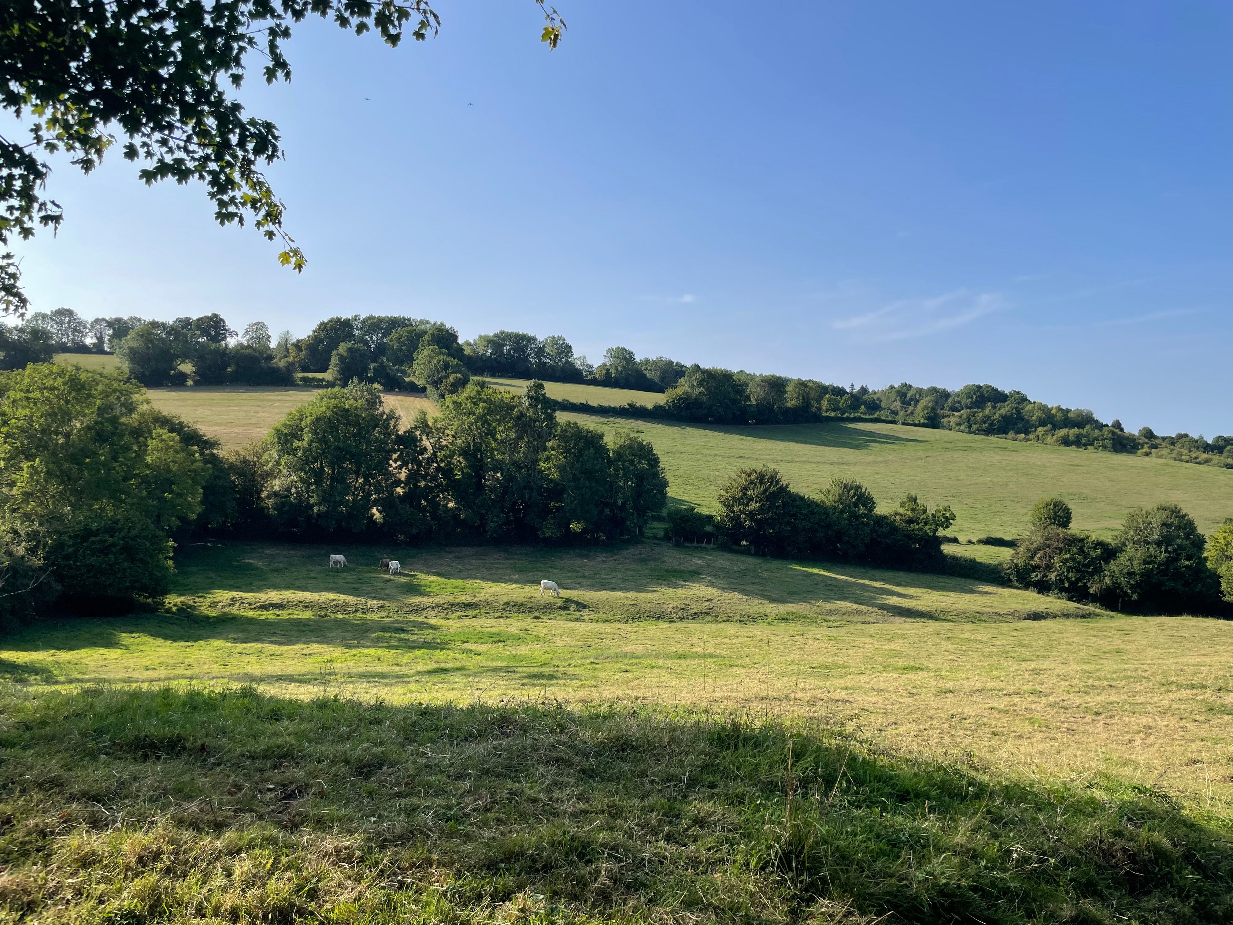 Coteau de bocage. Les haies arborées strient horizontalement le coteau, dans la lumière de fin d'après midi qui allonge les ombres.
