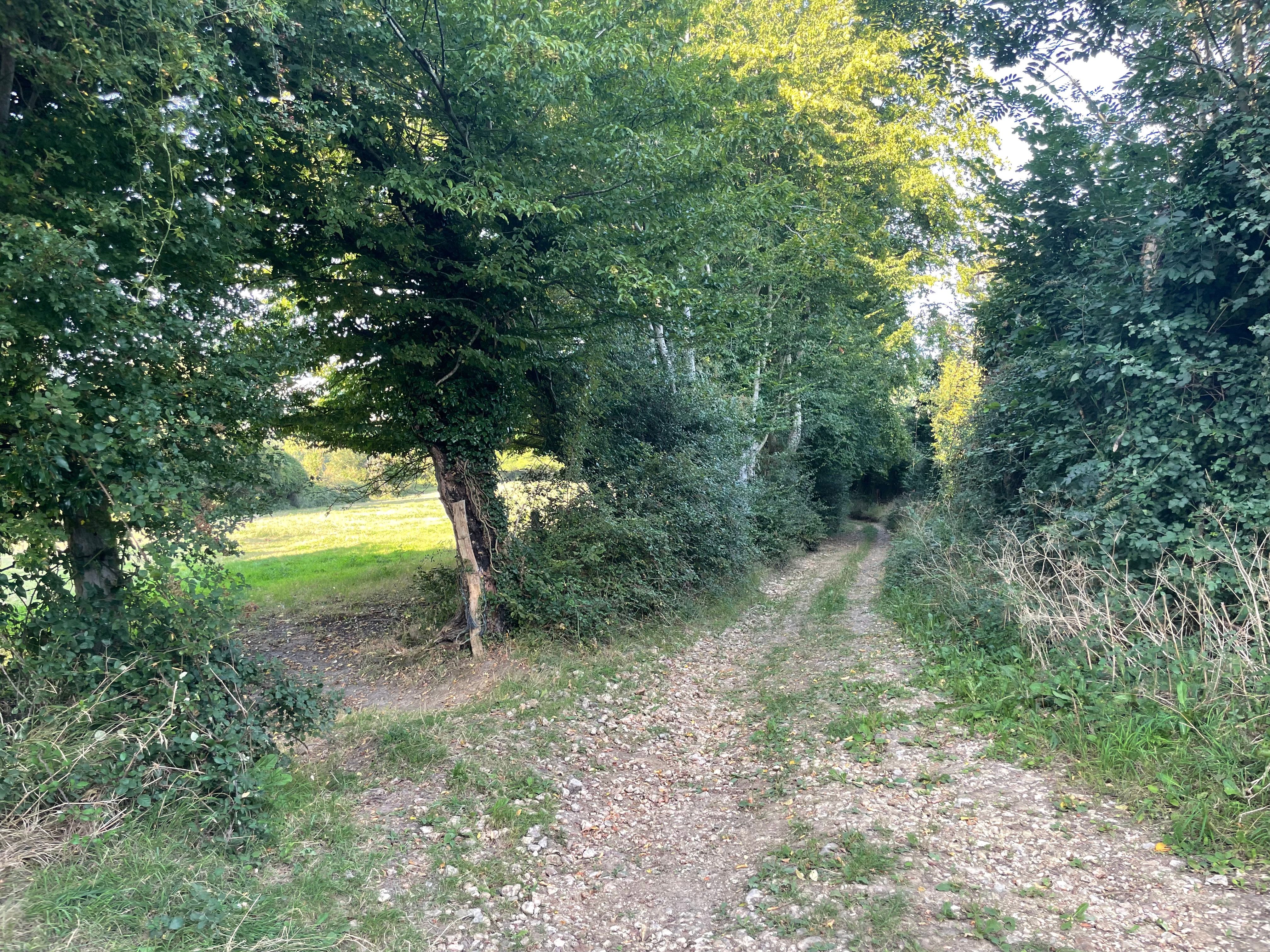 Point de vue en contre-plongée sur un chemin du bocage. Le chemin est pentu et rocailleux (silex) et encadré de haies. Sur la gauche, une ouverture dans la haie donne sur une pature baignée de lumière