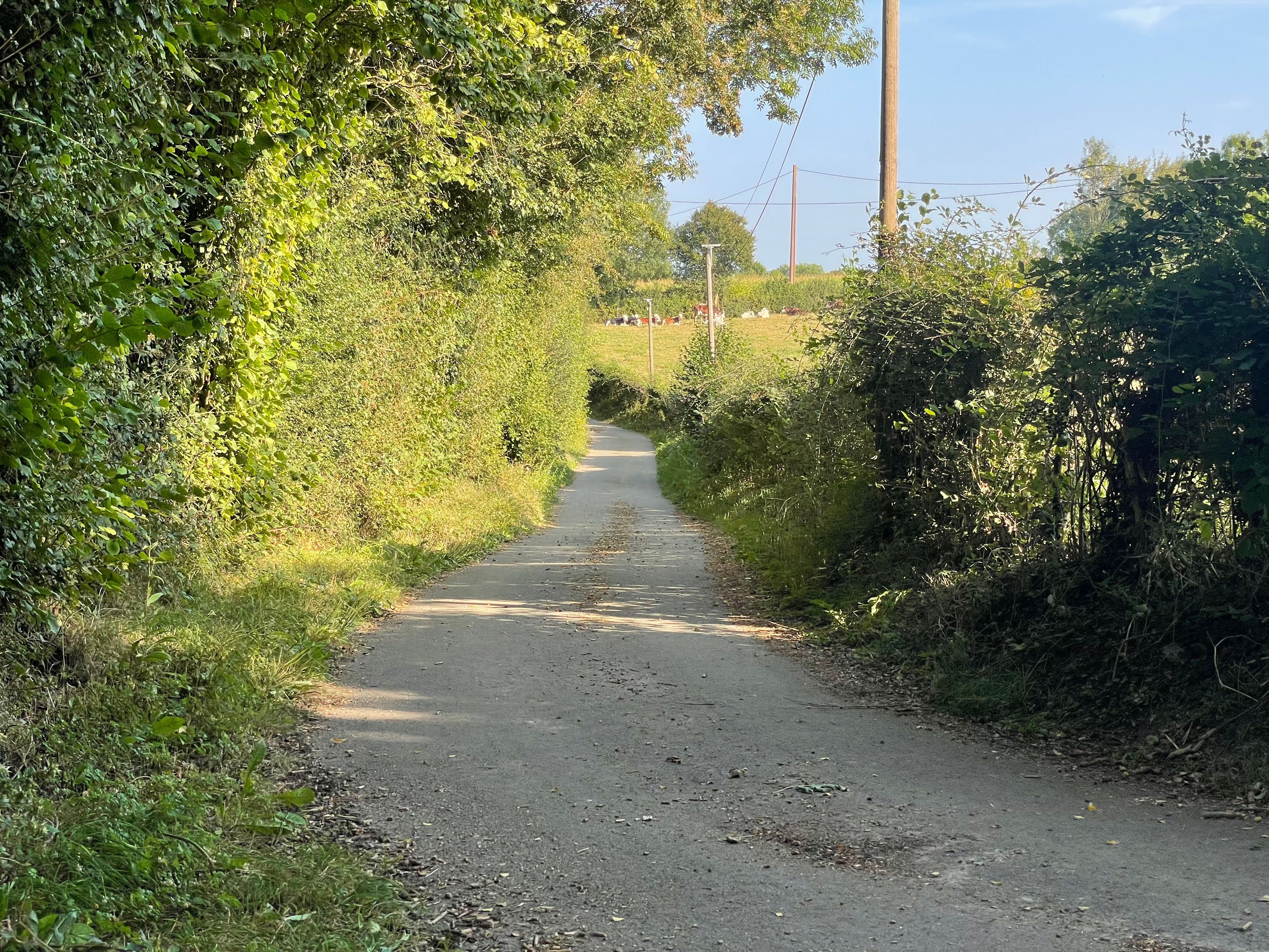 Une sinueuse petite route de campagne, bordée à gauche par une grande haie illuminée de lumière, et à droite par une haie moins haute projetant son ombre sur la route