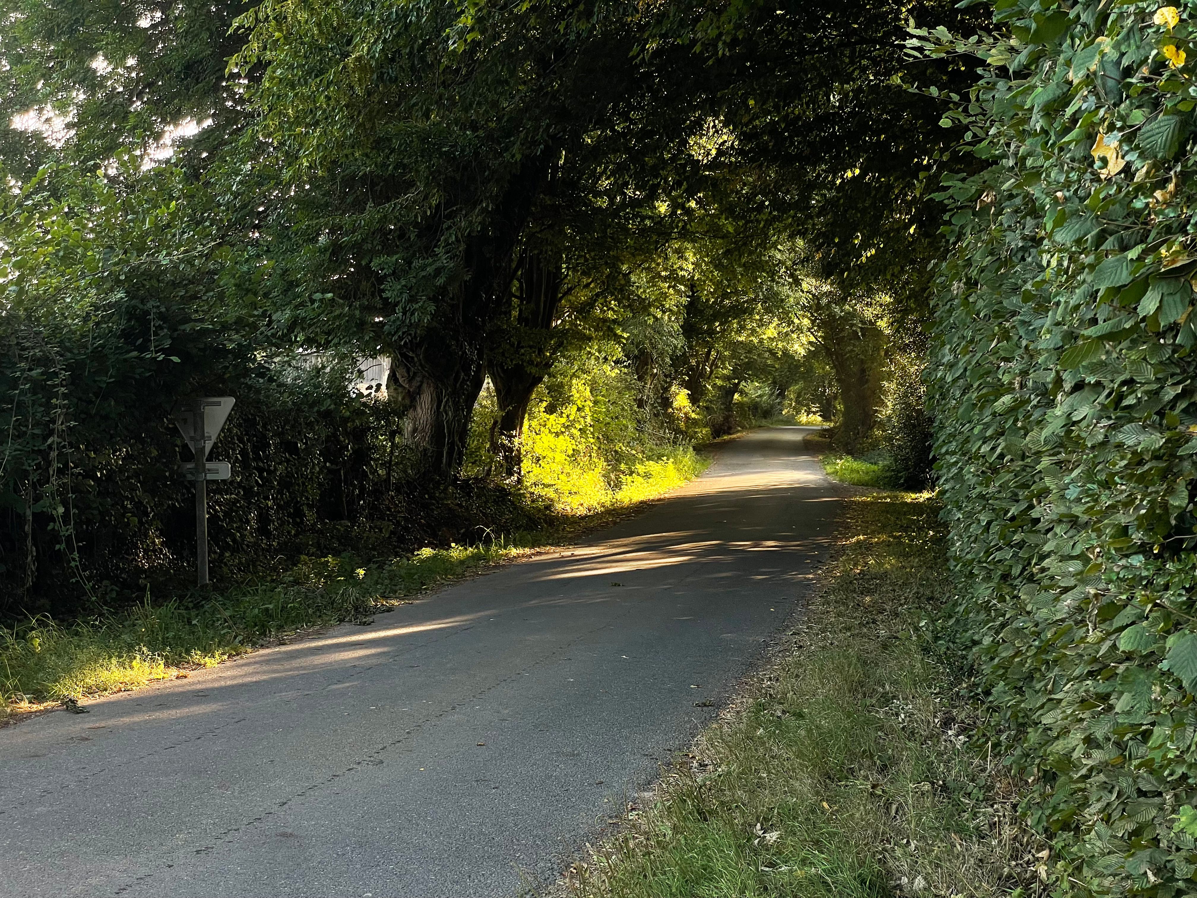 Une très belle route ombragée, bordée d'arbres et de haies. Les trouées dans le feuillage peignent des tâches de lumière chaude au sol