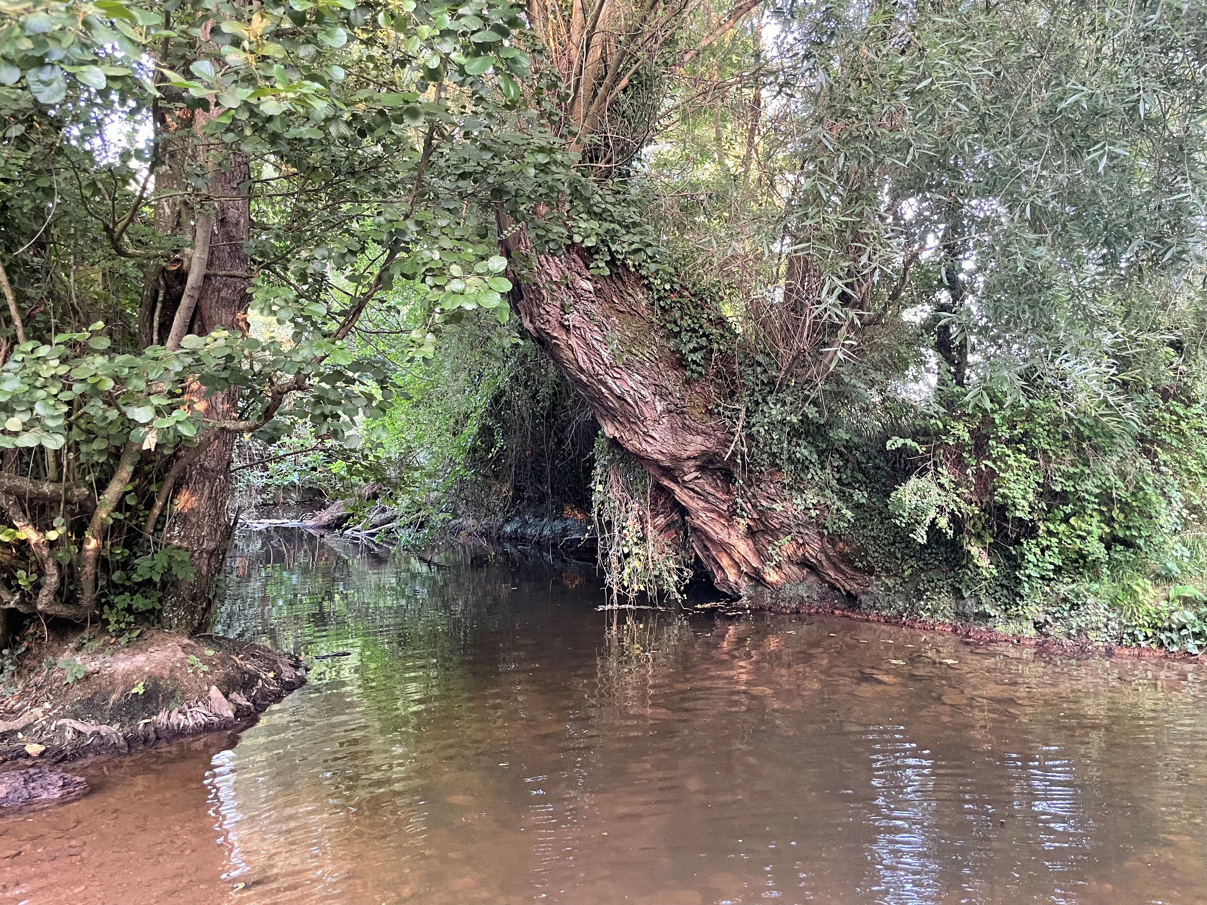Un énorme saule au tronc texturé et un peu oblique, poussant sur la rive du gué