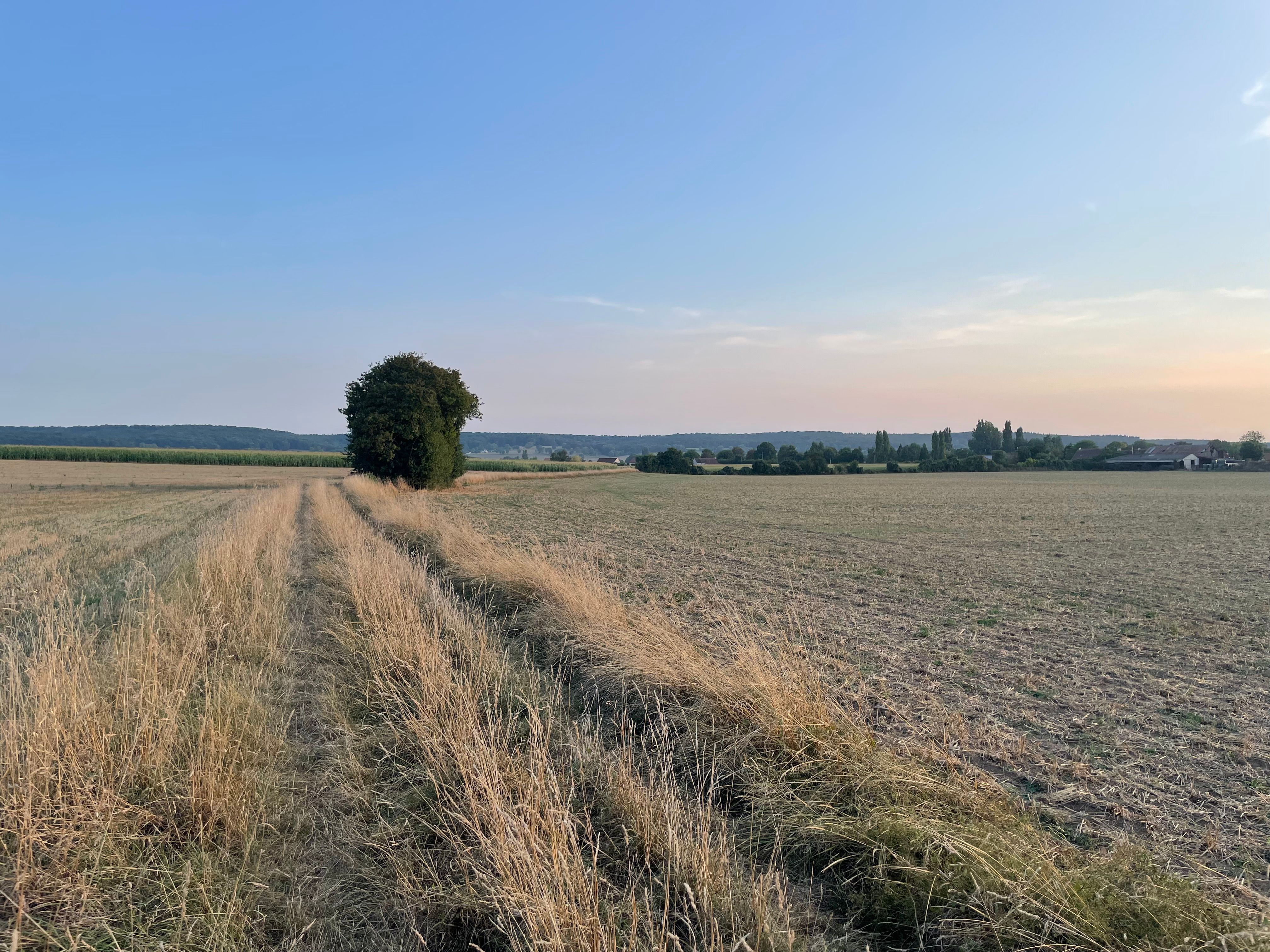 Un chemin envahi d'herbes folles s'éloigne tout droit. Un bosquet d'arbres au second plan et une colline boisée au fond. La scène est baignées des couleurs pastels d'un soleil bas sur l'horizon. Le ciel en dégradé de bleu vers le rose pâle