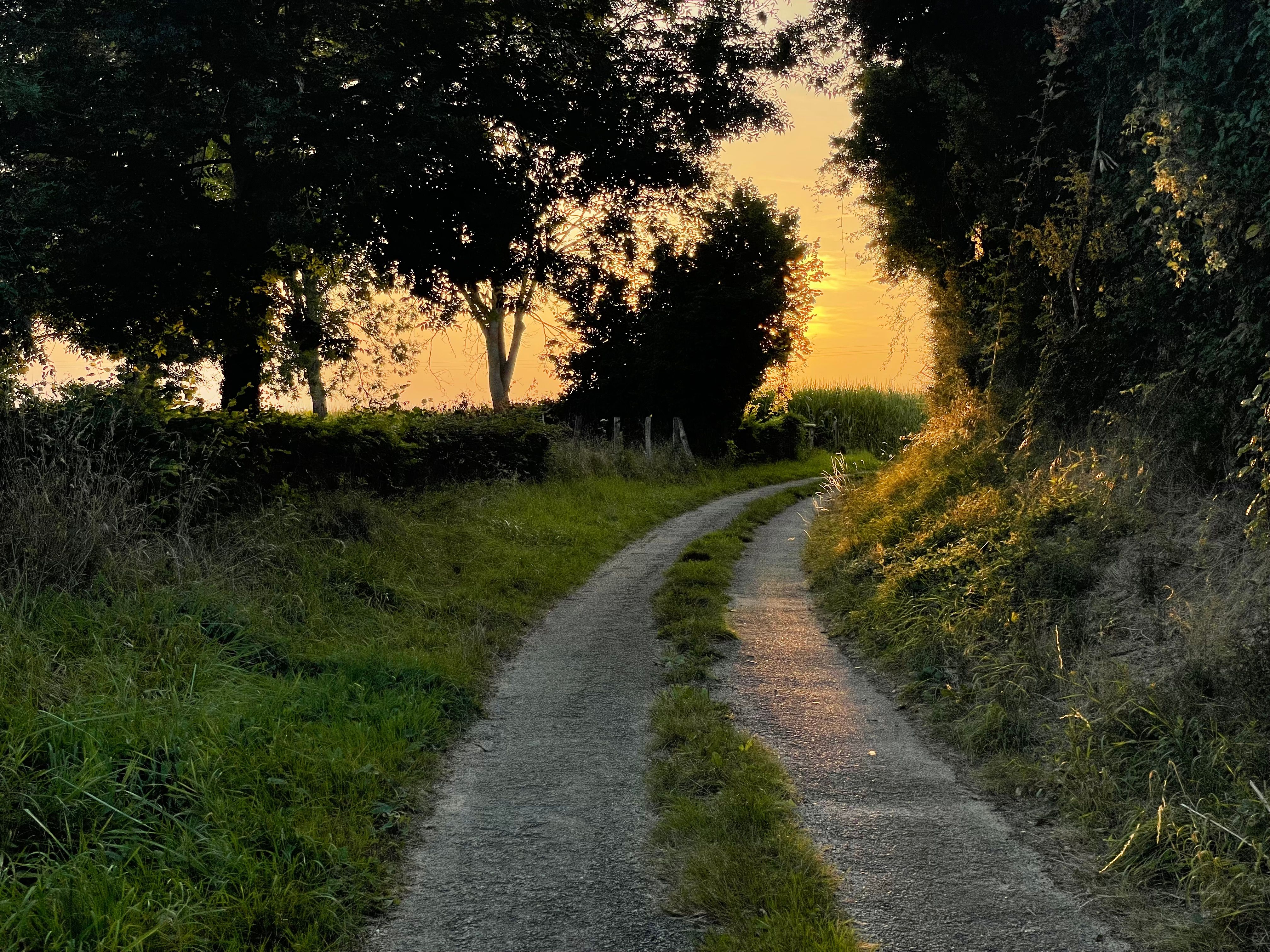 Une petite route avec une bande d'herbe au milieu s'éloigne et tourne vers la droite. Le soleil couchant est caché derrière un arbre à l'arrière plan, et une superbe lumière dorée et rasante éclaire la scène